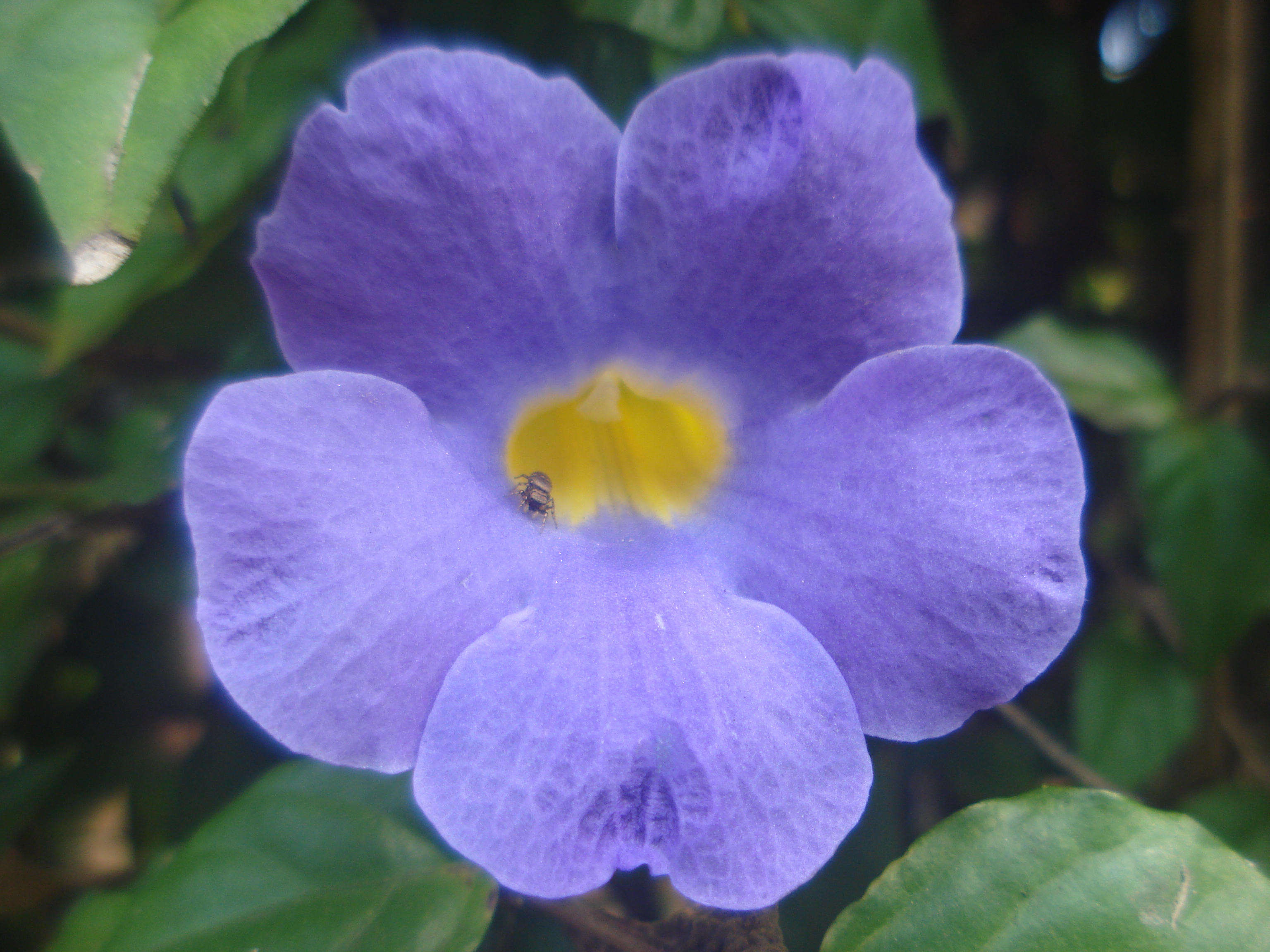 flor roxa com um inseto dentro